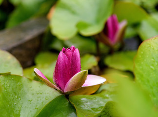 Water lily flowers during blossoming