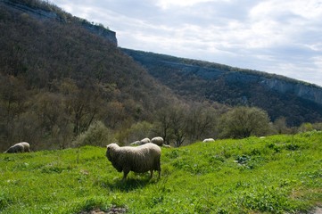 Obraz premium sheep in mountains
