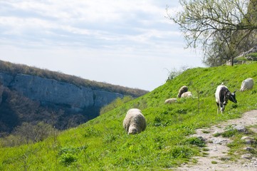 sheep and cow on pasture