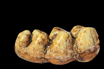 A fossilized mammoth tooth  on black background