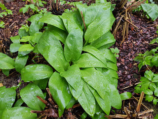 Baerlauch, Allium, ursinum