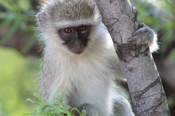 Monkey