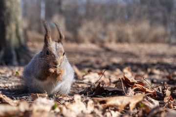 Squirrel in the autumn forest park. Squirrel with nuts in fall foliage.