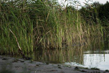 beach on the shore in reeds in a small lake