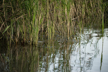 beach on the shore in reeds in a small lake