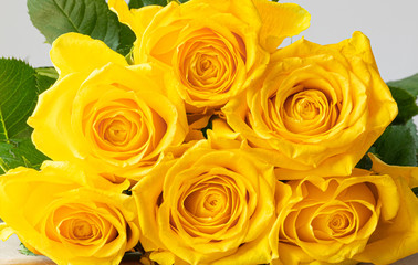 Naklejka premium Yellow. Roses. Bouquet. Nature. Color. Aromatic