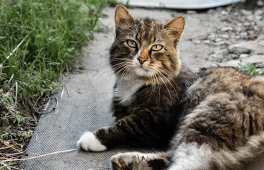 a cat portrait. cat face close up on the road
