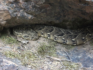 Puff Adder (venomous snake) hidden under a rock in the Cederberg Wilderness, South Africa