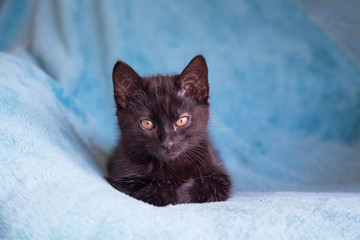 Chaton