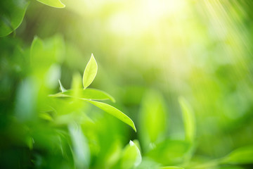 Nature of green leaf in garden at summer. Natural green leaves plants using as spring background cover page greenery environment ecology wallpaper