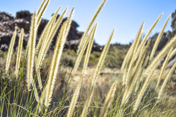 Fototapeta premium Furry Yellow Grass Similar to Wheat or Barley in Cape Town, South Africa