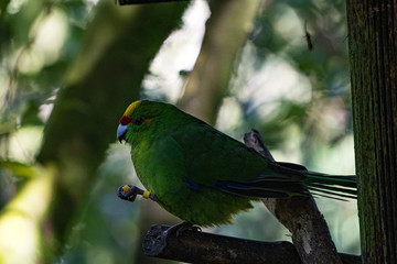 Antipodes Island Parakeet having a snack of fruit