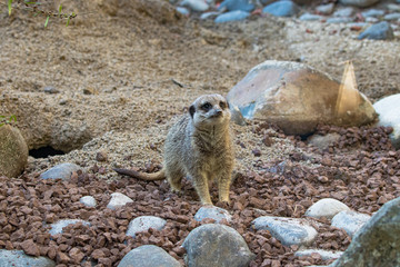 Meercat crouching in the sand after digging a hole