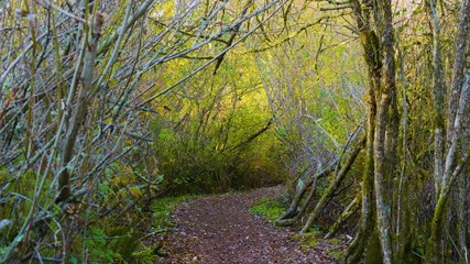 forest in autumn
