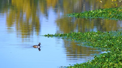 ducks in pond