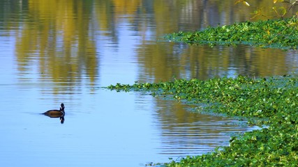 ducks in pond