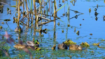 ducks in pond