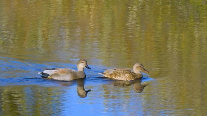 ducks in pond