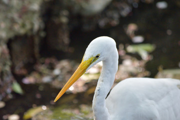 悲しげなシロサギ