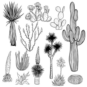 Desert plants, cacti. Vector sketch  illustration.
