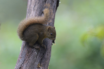 Bangs's mountain squirrel on tree