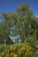 Summer landscape with yellow flowers and birches against the background of a lake and a blue cloudy sky. Lake Ilmen Novgorod region.