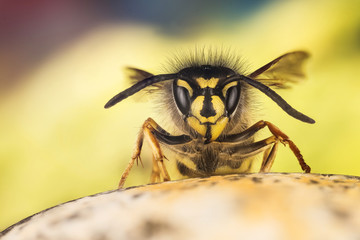 Common Wasp, Wasp, Vespula vulgaris