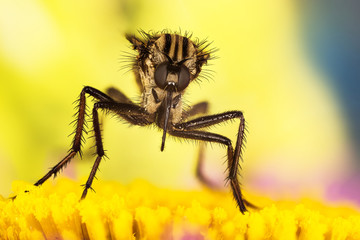 Empis livida, Dance fly