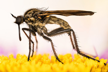 Empis livida, Dance fly