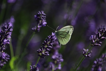 White butterfly on lavender flower. Captured in the Netherlands.
