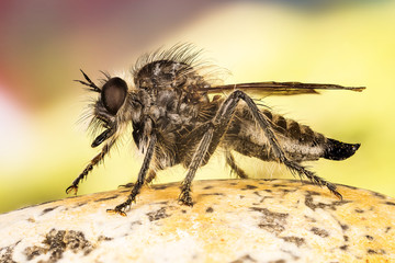 Fan-bristled Robberfly, Robberfly, Robber Fly, Dysmachus trigonus
