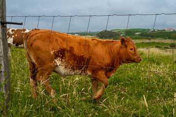 A cow grazing in the green field