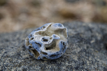 Coral on the beach/Coral on sandy beach/Wreck coral on the beach/Hexagon coral on beach/