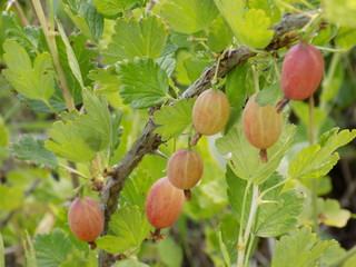 Juicy gooseberries ripen on the branches under the warm summer sun.