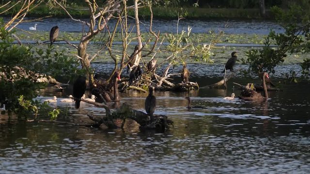 Schwarze Schw&auml;ne mit K&uuml;ken und weiteren Wasserv&ouml;geln im Vogelschutzgebiet am Baldeneysee
