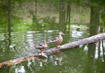 great blue heron in the pond