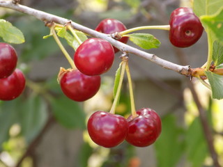 Summer garden. Cherries ripen on the branches. Delicious beautiful juicy fragrant summer berries.