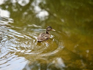 duck in the pond