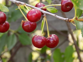 Juicy cherry berries ripen on the branches under the warm summer sun.