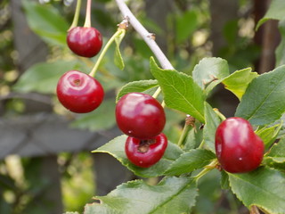 On the branches ripen juicy bright cherry berries.