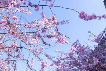 Cherry Blossom Branching