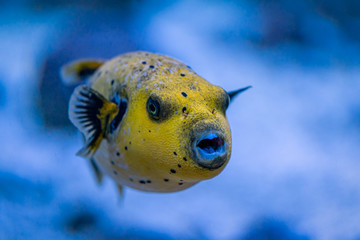 Kugelfisch