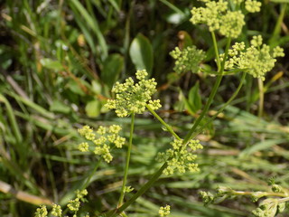 Summer, Sunny day, lush summer plants, beautiful foliage, beautiful grass, leaves, shoots.