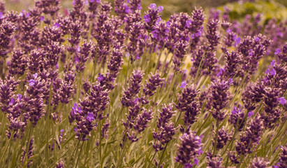 Lavender field close up in garden aromatherapy lavendula spica