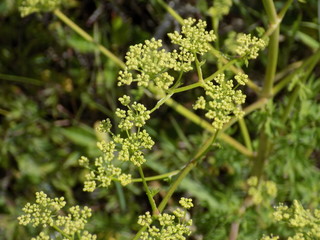 Summer, Sunny day, lush summer plants, beautiful foliage, beautiful grass, leaves, shoots.