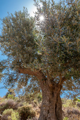 Uralter Olivenbaum in Griechenland
