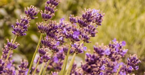 Lavender field close up in garden aromatherapy lavendula spica