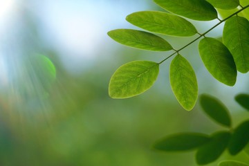 green tree leaves and branches in the nature in summer, green background