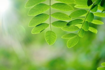 green tree leaves and branches in the nature in summer, green background