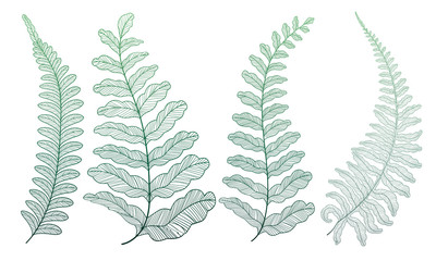 Set colored  fern leaves. Vector illustration. EPS 10 © O.Yu